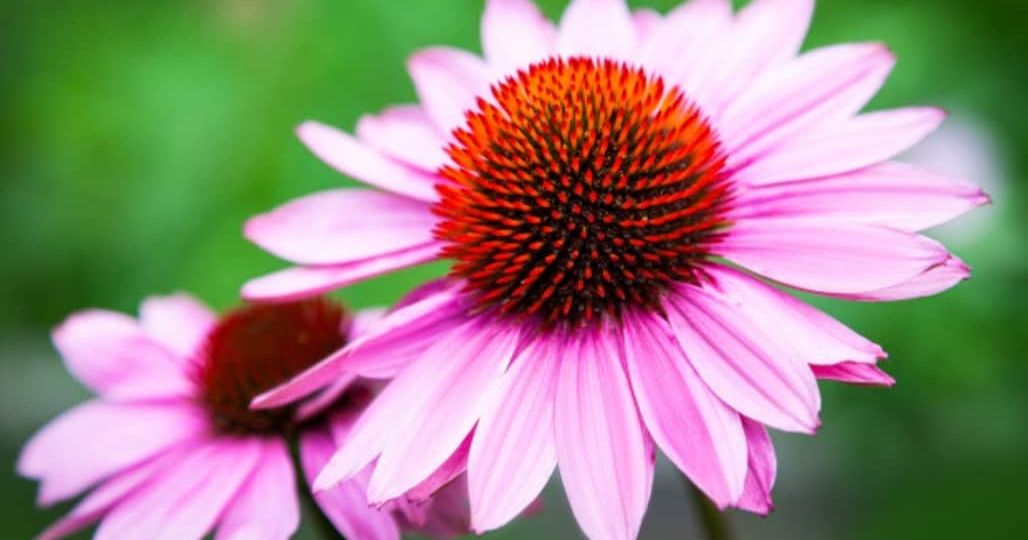 equinacea flor que ayuda a tu sistema inmune de forma natural